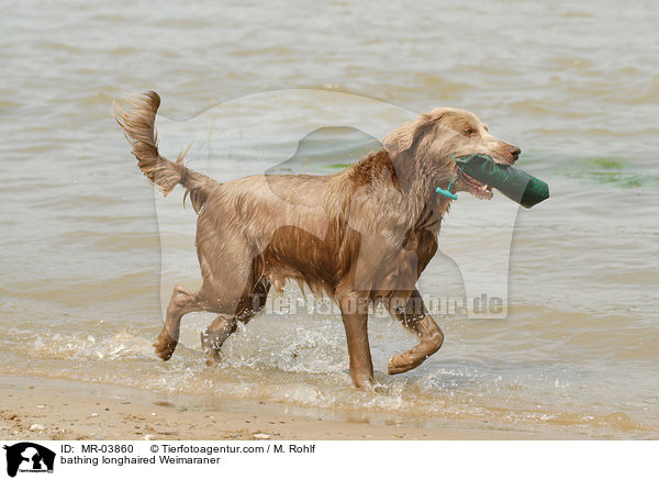 bathing longhaired Weimaraner / MR-03860