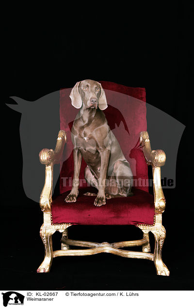 Weimaraner / Weimaraner / KL-02667