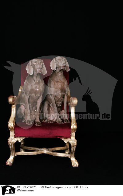 Weimaraner / Weimaraner / KL-02671