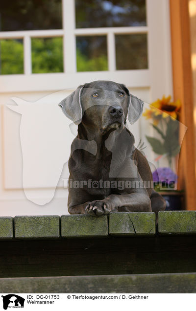 Weimaraner / Weimaraner / DG-01753
