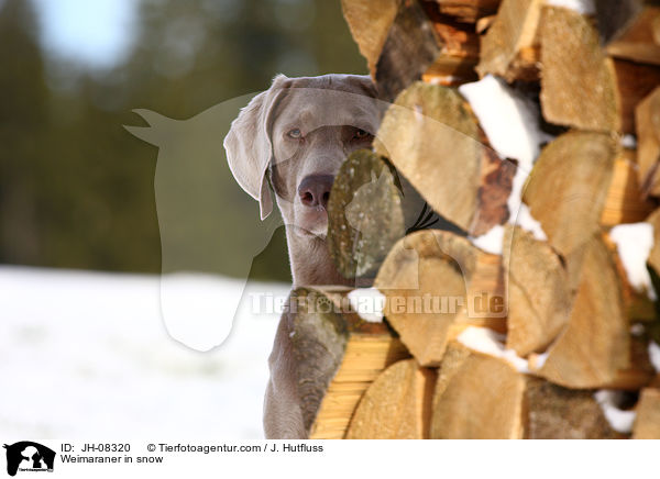 Weimaraner im Schnee / Weimaraner in snow / JH-08320