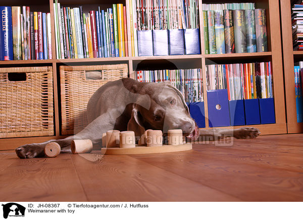 Weimaraner mit Intelligenzspielzeug / Weimaraner with toy / JH-08367