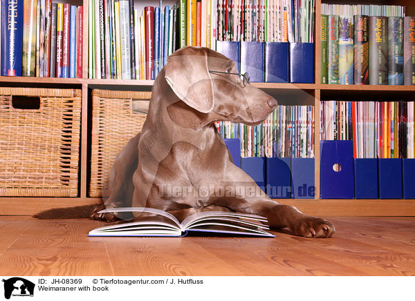 Weimaraner mit Buch / Weimaraner with book / JH-08369
