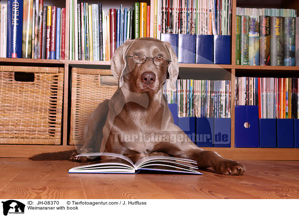 Weimaraner mit Buch / Weimaraner with book / JH-08370