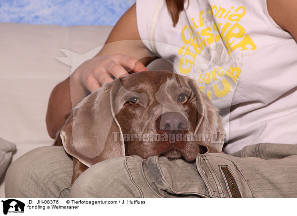 Weimaraner wird gestreichelt / fondling a Weimaraner / JH-08376