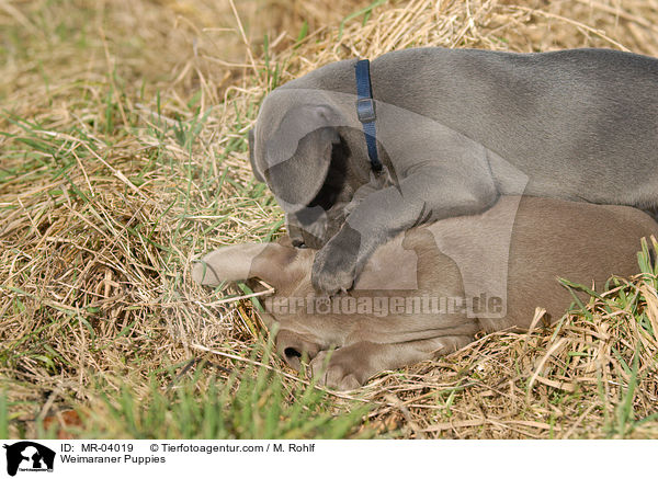 Weimaraner Puppies / MR-04019
