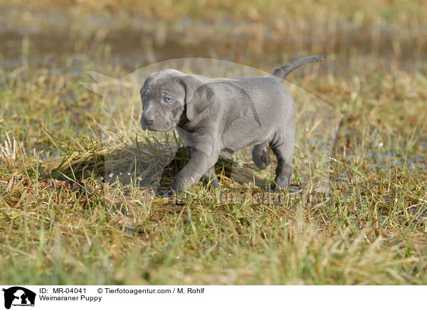 Weimaraner Welpe / Weimaraner Puppy / MR-04041