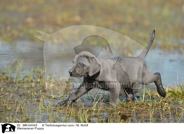 Weimaraner Puppy / MR-04045
