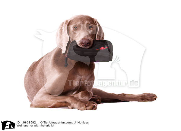 Weimaraner mit Verbandstasche / Weimaraner with first-aid kit / JH-08592