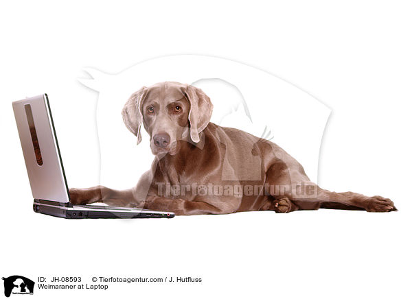 Weimaraner am Laptop / Weimaraner at Laptop / JH-08593