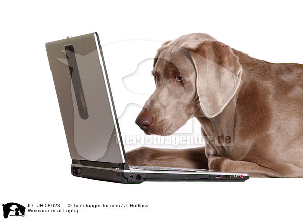 Weimaraner am Laptop / Weimaraner at Laptop / JH-08623