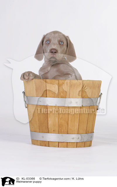 Weimaraner Welpe / Weimaraner puppy / KL-03366
