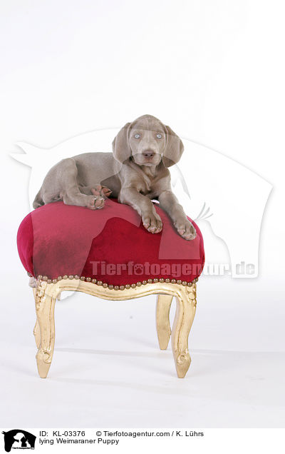 liegender Weimaraner Welpe / lying Weimaraner Puppy / KL-03376
