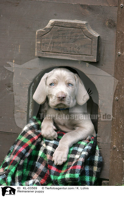 Weimaraner Welpe / Weimaraner puppy / KL-03569