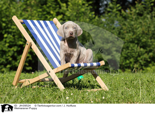Weimaraner Puppy / JH-09524