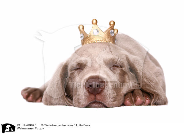 Weimaraner Puppy / JH-09646