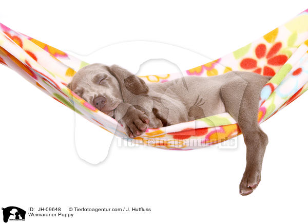 Weimaraner Welpe / JH-09648