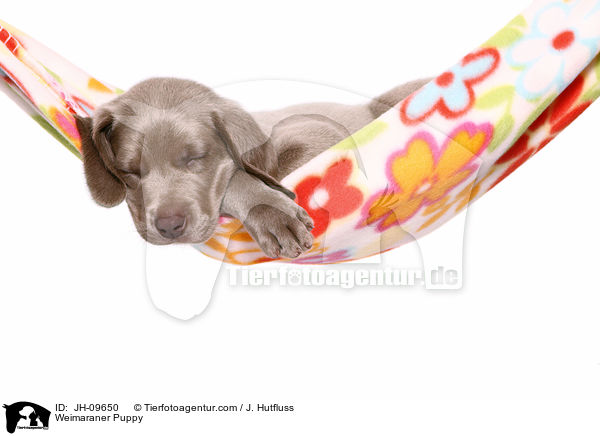 Weimaraner Welpe / JH-09650