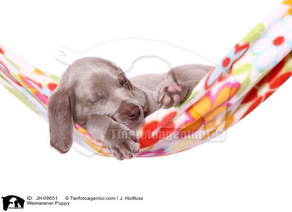 Weimaraner Welpe / Weimaraner Puppy / JH-09651