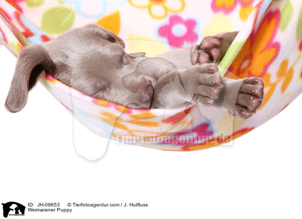 Weimaraner Puppy / JH-09653