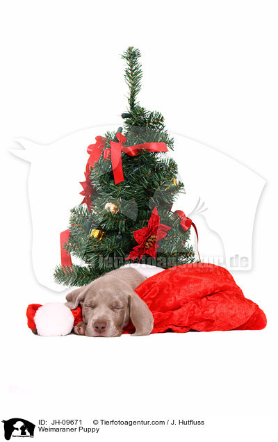 Weimaraner Welpe / Weimaraner Puppy / JH-09671