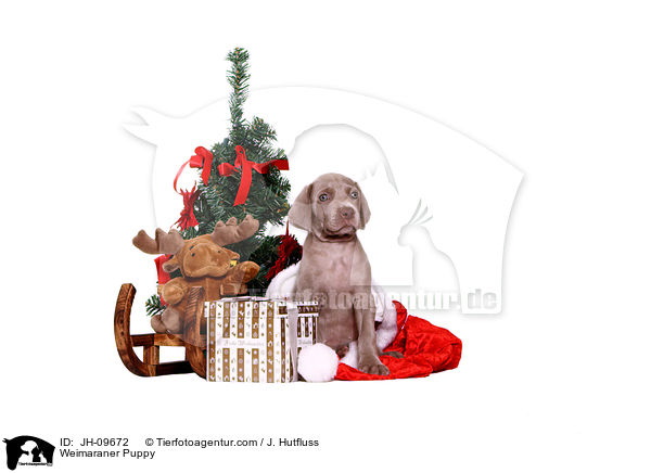 Weimaraner Puppy / JH-09672
