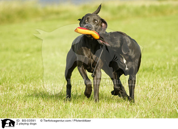 2 spielende Hunde / 2 playing dogs / BS-03591