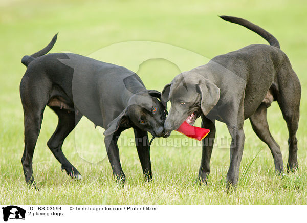 2 spielende Hunde / 2 playing dogs / BS-03594