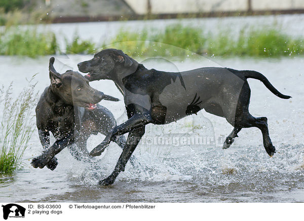 2 spielende Hunde / 2 playing dogs / BS-03600