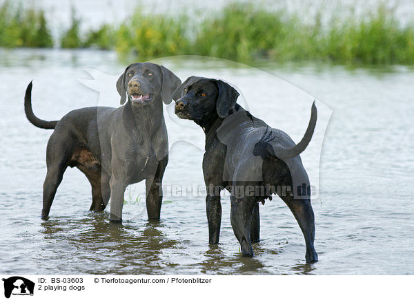 2 spielende Hunde / 2 playing dogs / BS-03603