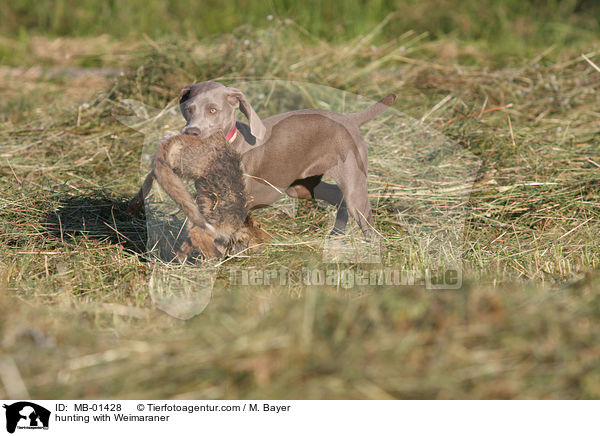 hunting with Weimaraner / MB-01428