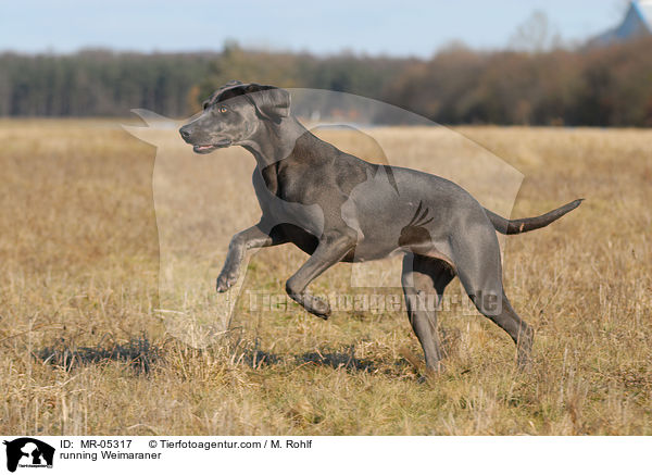 running Weimaraner / MR-05317