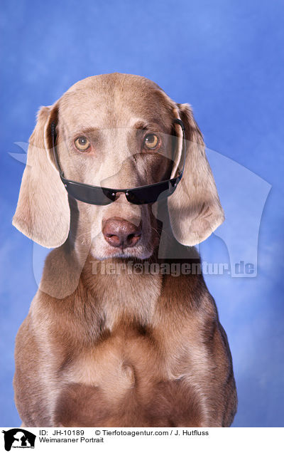 Weimaraner Portrait / JH-10189
