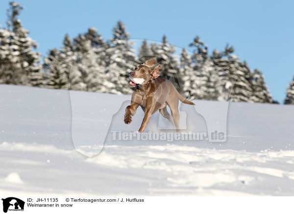 Weimaraner im Schnee / Weimaraner in snow / JH-11135
