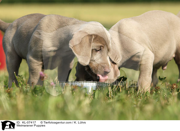 Weimaraner Welpen / Weimaraner Puppies / KL-07417