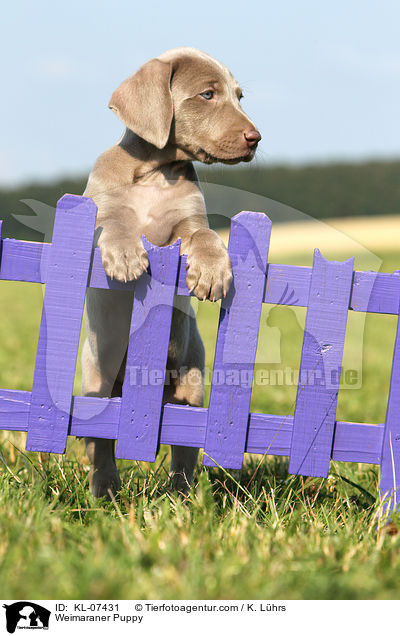 Weimaraner Welpe / Weimaraner Puppy / KL-07431