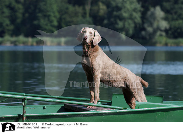 Kurzhaarweimaraner / shorthaired Weimaraner / MB-01801
