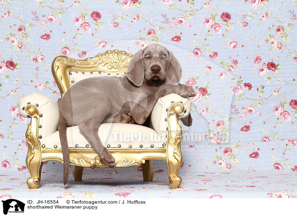 shorthaired Weimaraner puppy / JH-16554