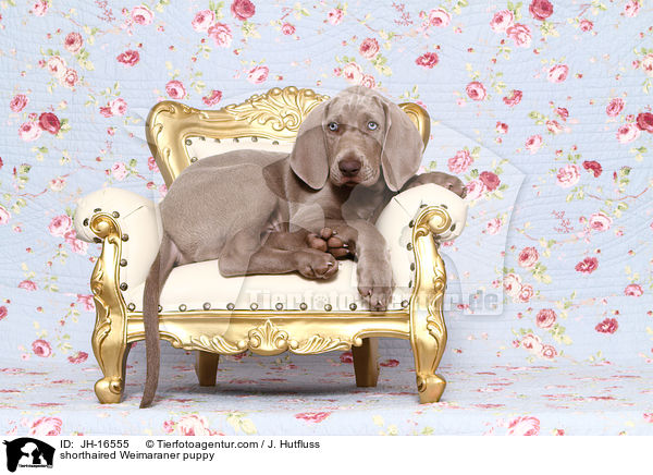 Kurzhaarweimaraner Welpe / shorthaired Weimaraner puppy / JH-16555