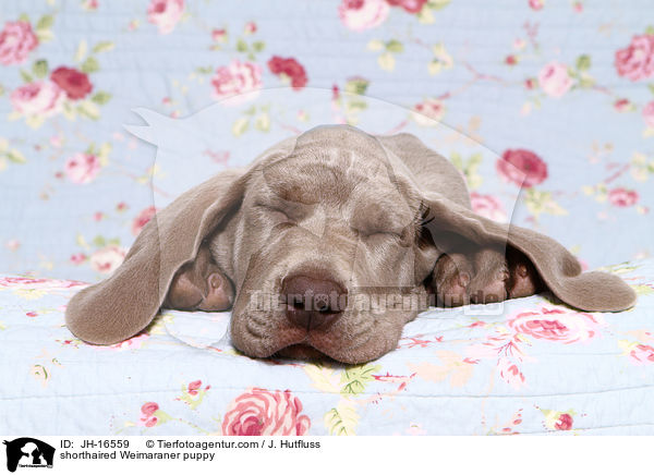 shorthaired Weimaraner puppy / JH-16559