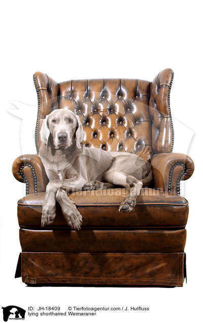 liegender Kurzhaarweimaraner / lying shorthaired Weimaraner / JH-18409