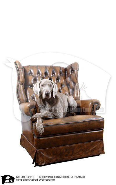 liegender Kurzhaarweimaraner / lying shorthaired Weimaraner / JH-18411