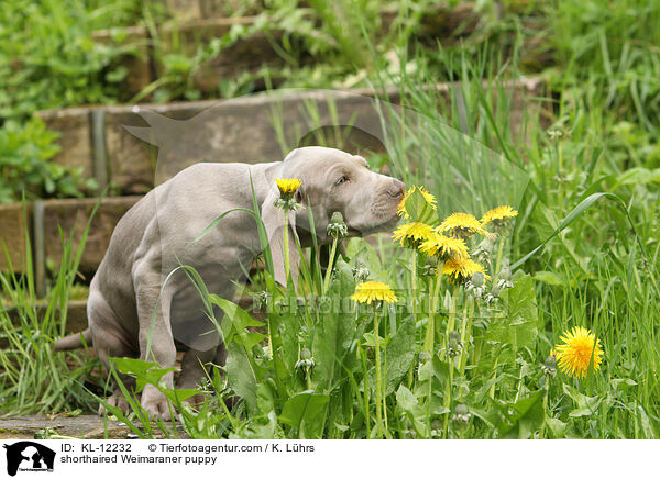Kurzhaarweimaraner Welpe / shorthaired Weimaraner puppy / KL-12232