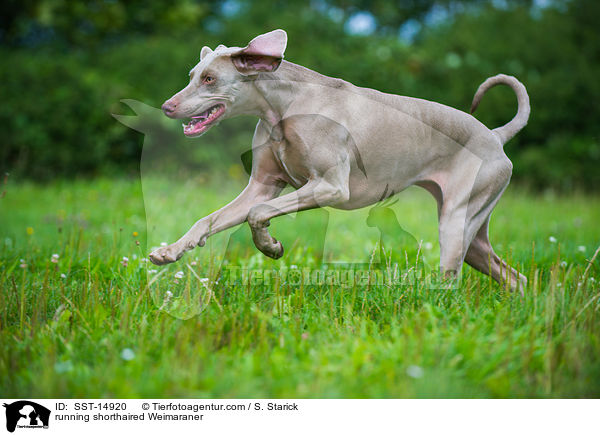 running shorthaired Weimaraner / SST-14920