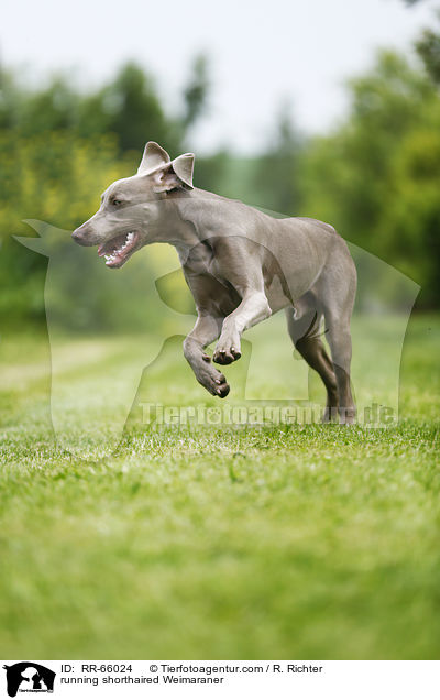 rennender Kurzhaarweimaraner / running shorthaired Weimaraner / RR-66024