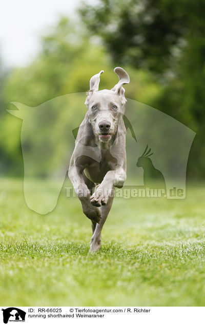 rennender Kurzhaarweimaraner / running shorthaired Weimaraner / RR-66025