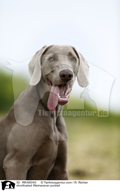 Kurzhaarweimaraner Portrait / shorthaired Weimaraner portrait / RR-66040