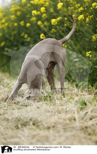 schnuppernder Kurzhaarweimaraner / snuffling shorthaired Weimaraner / RR-66044