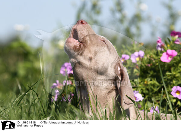 Weimaraner Welpe / Weimaraner Puppy / JH-24818