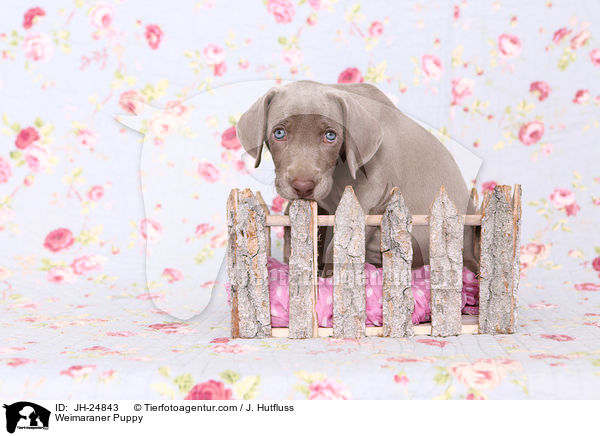 Weimaraner Welpe / Weimaraner Puppy / JH-24843